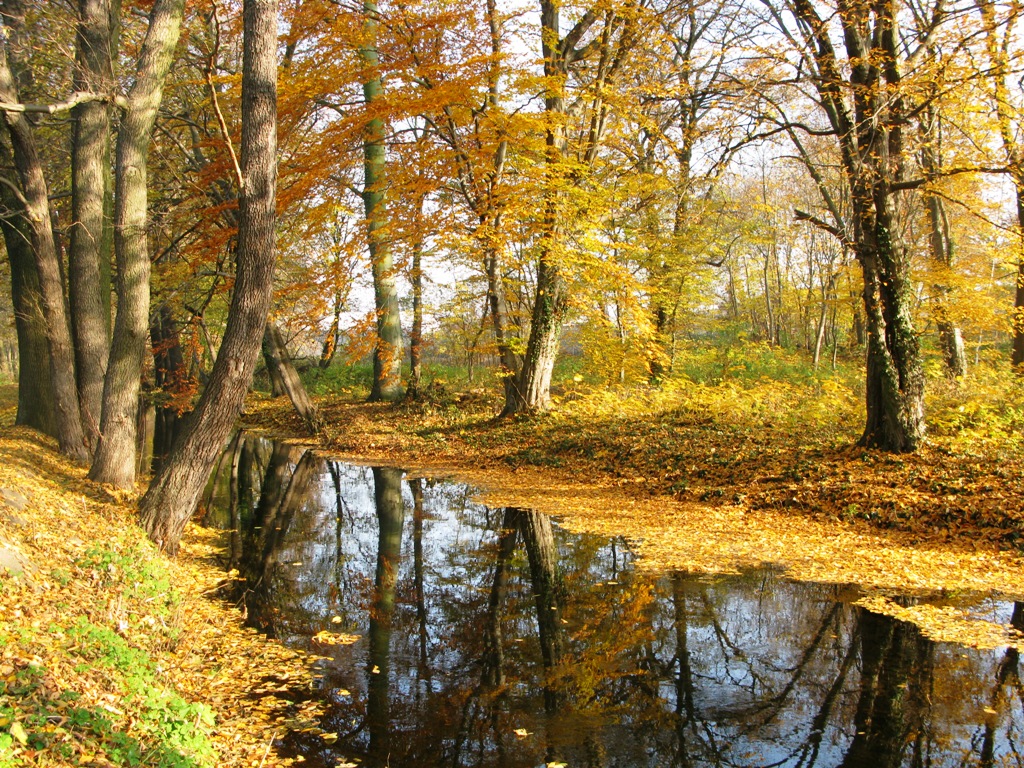 Rzeka Kosa jesienią