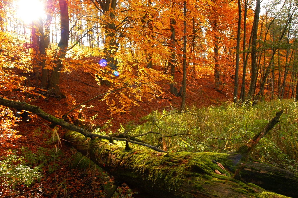 Las jesienią - fot. Paweł Chara