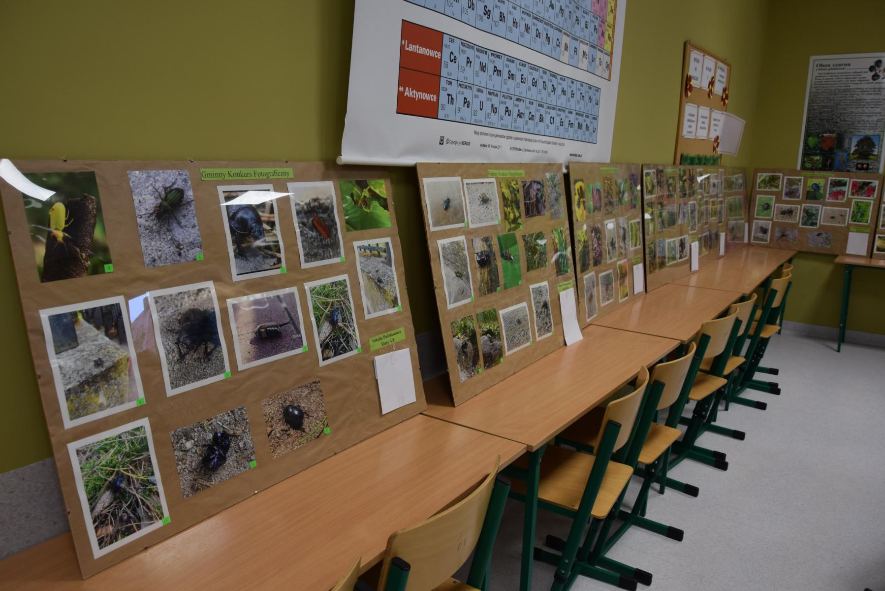 Antyramy oparte o ściany na ławkach. w nich zdjęcia, na których występuja chrząszcze. 