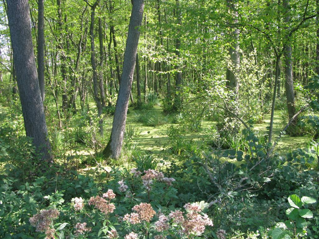 Dębnowski las